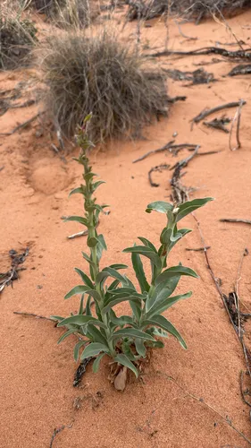 Buckley's Beardtongue — photo by lukephipps10