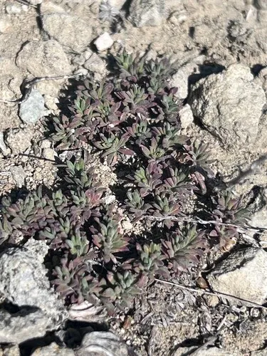 Mat Penstemon (var. desertipicti) — photo by Sienna Wessel