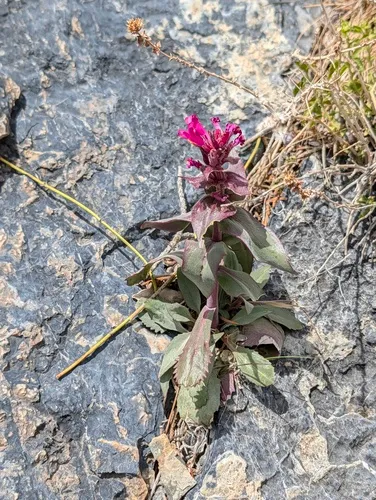 Limestone Beardtongue — photo by Trevor Van Loon