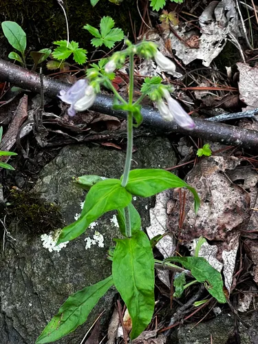 Eastern Gray Beardtongue — photo by E Bak
