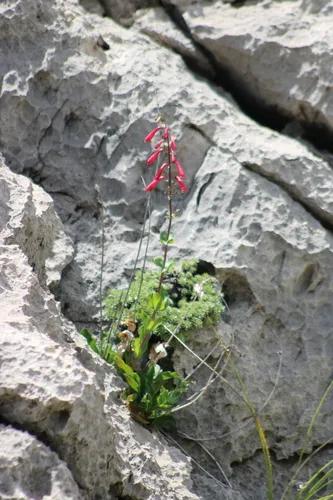 Cardinal Beardtongue — photo by austiinfrankliin