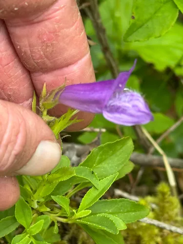 Cardwell's Beardtongue — photo by Gregory Schaefer