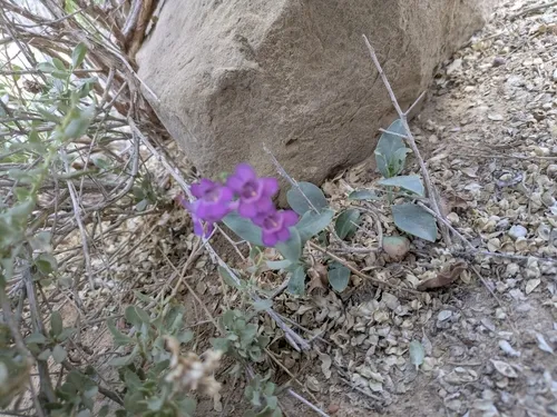Fleshy Beardtongue — photo by twarner
