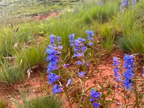 Cary's Beardtongue — photo by Fletcher Stone