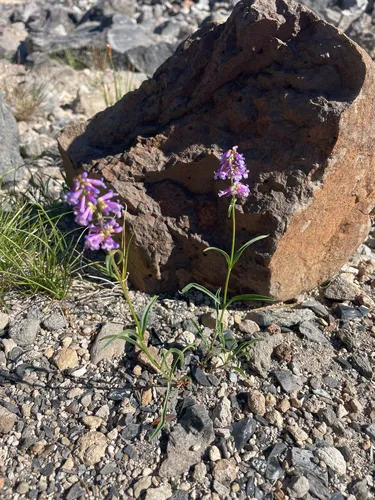 Ash Penstemon — photo by Ken Chamberlain