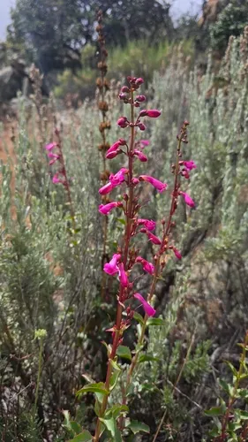 Cleveland's Beardtongue — photo by Mike Nelson