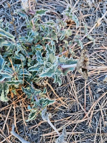 Sunset Crater Beardtongue — photo by Ben Sims