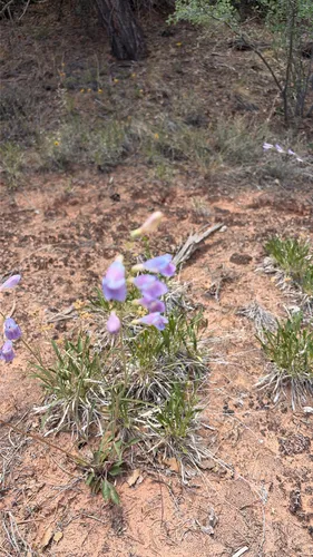Dusty Beardtongue — photo by outdoorsjayn