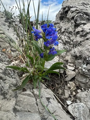 Compact Penstemon — photo by mugiwara_kris