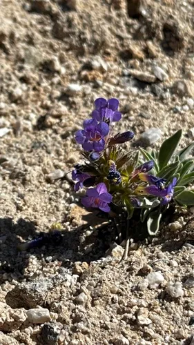 Tunnel Springs Beardtongue — photo by metek
