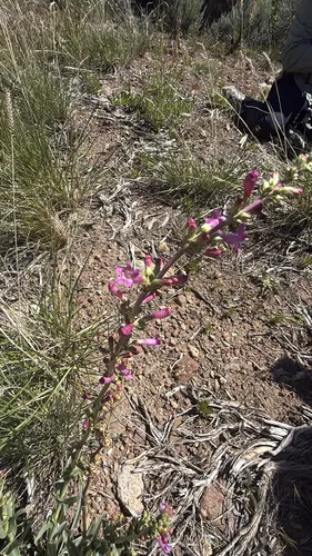 Owens Valley Beardtongue — photo by haileyander7