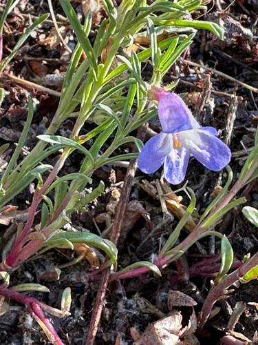 Crandall's Beardtongue — photo by holliecarron
