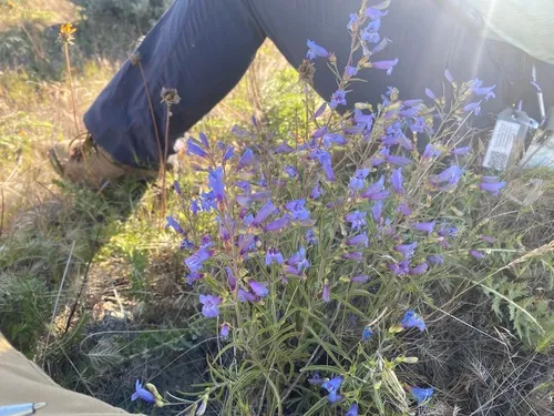 Cusick's Beardtongue — photo by Matthew Bell