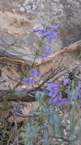 Bluestem Beardtongue — photo by Lana Nelson
