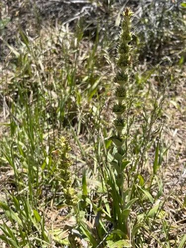 Sagebrush Beardtongue — photo by kaitlynbarthell