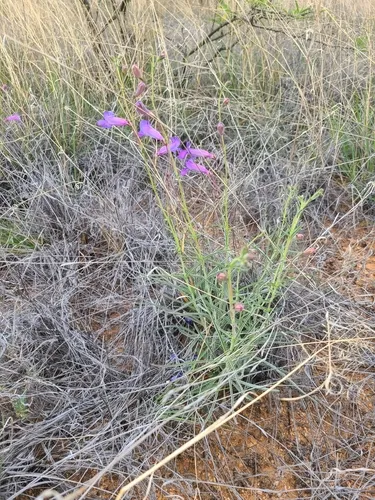 Cochise Beardtongue — photo by esophiea