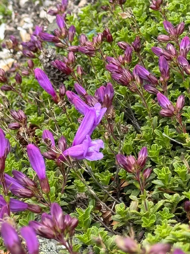 Davidson's Penstemon — photo by Michael Paluch