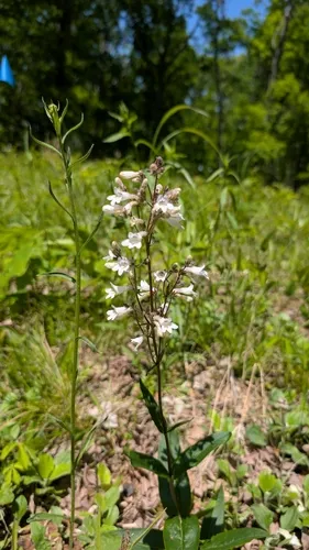 Deam's Beardtongue — photo by Peyton Phelps