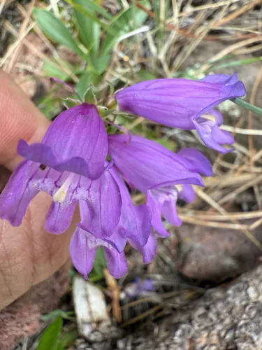 Mt. Graham Beardtongue — photo by Michael Tidwell