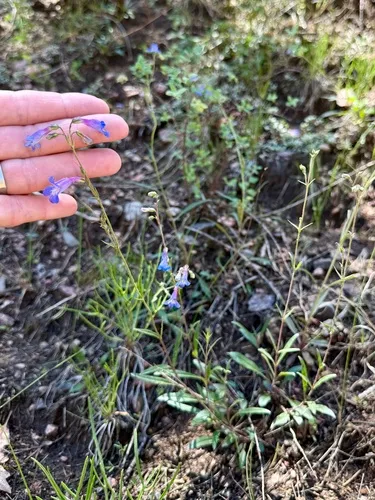 Degener's Beardtongue — photo by wildhiker65