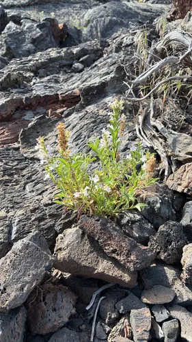 Scabland Penstemon — photo by kjnaturalists