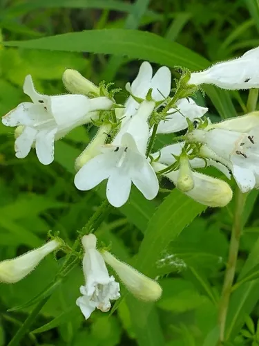 Foxglove Beardtongue — photo by Tom Norton