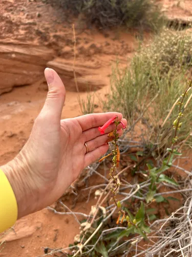 Firecracker Penstemon — photo by cariography