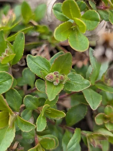 Rocky Ledge Penstemon — photo by Hunter Jackson