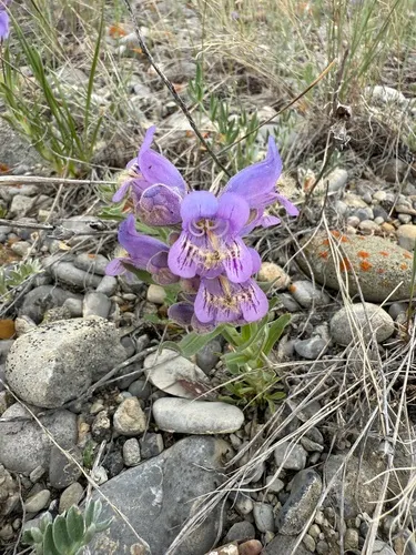 Fuzzytongue Penstemon — photo by Ednna Stobschinski