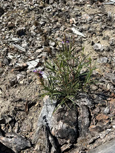 Glaucous Beardtongue — photo by Allison Padilla