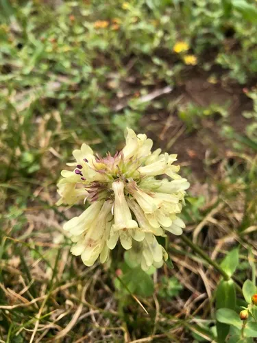High Mountain Penstemon — photo by Erynn McNeill