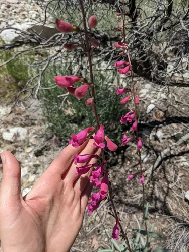 Panamint Beardtongue — photo by frog_rave