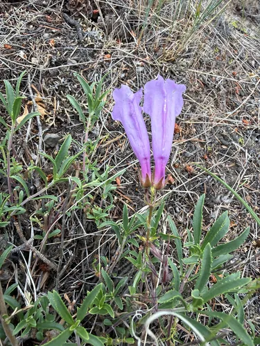 Sawleaf Bush Penstemon (var. serratus) — photo by nwmomof4