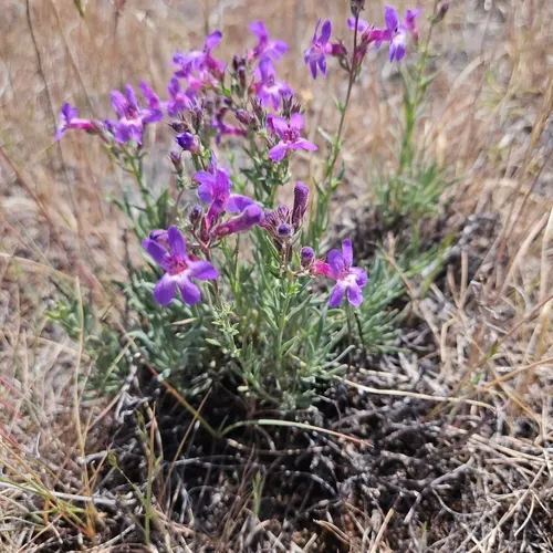 Gairdner's Beardtongue — photo by Nancy Carlson
