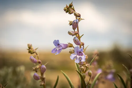 Gibbens' Beardtongue — photo by Phil Krening