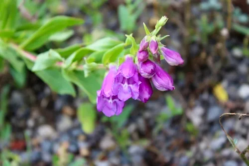 Sawsepal Penstemon — photo by jack