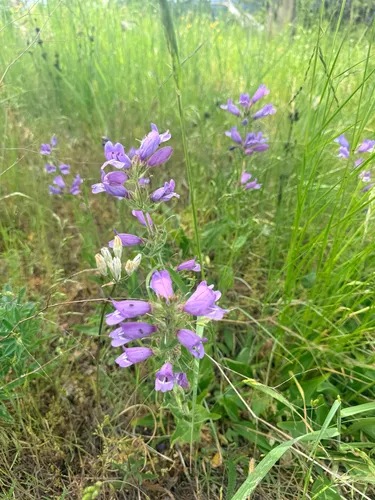 Stickystem Penstemon (var. glandulosus) — photo by ubercolin