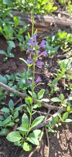 Blueleaf Beardtongue — photo by mjflem