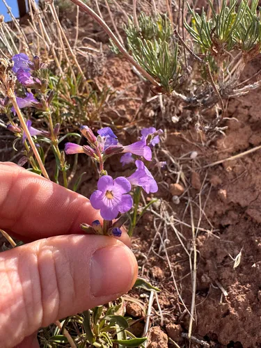 Lapoint Beardtongue — photo by Kenzie Anderson-Bell