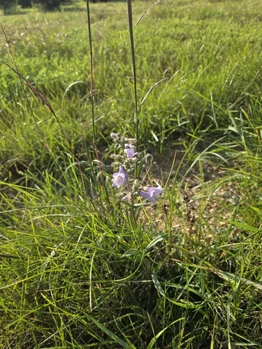 Lilac Penstemon — photo by L