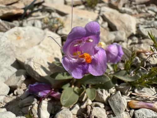 Uinta Basin Beardtongue — photo by Kenzie Anderson-Bell