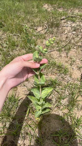 Large Beardtongue — photo by Megan Hanson