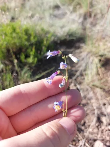 Griffin's Beardtongue — photo by Nathan Ashley