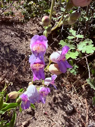 Grinnell's Beardtongue — photo by epfodeb
