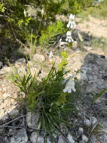 Guadalupe Beardtongue — photo by IDClaire