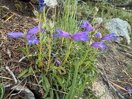 Hall's Beardtongue — photo by msmnificent