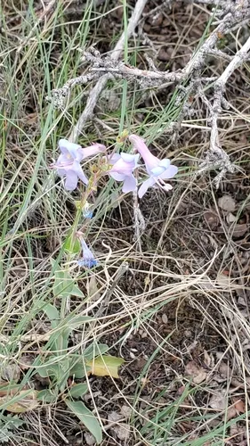 Harrington's Beardtongue — photo by Rob Monahan