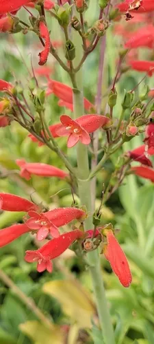 Big Bend Beardtongue — photo by dirtbagbotany
