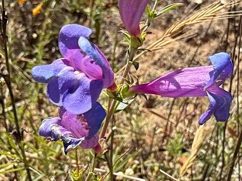 Bunchleaf Penstemon — photo by ElizabethR