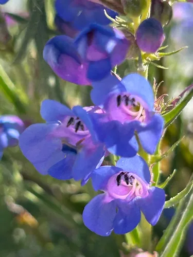 Idaho Beardtongue — photo by TShore